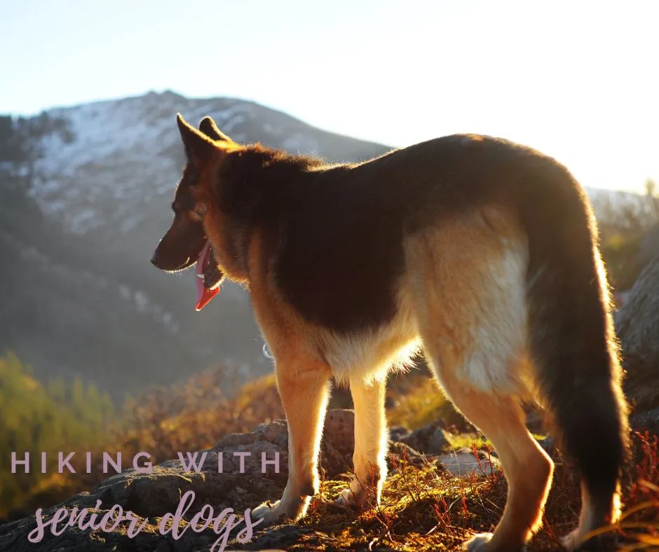 Exploring the Outdoors with Senior Dogs: Guidelines, Precautions, and Practical Tips
