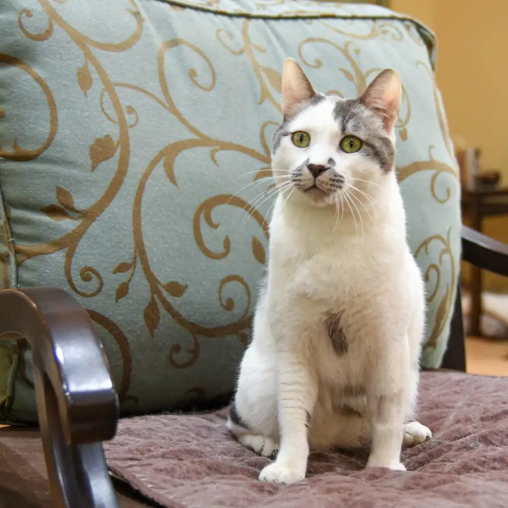 A Sanctuary of Hope for Cats in Desperate Need