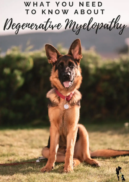Degenerative Myelopathy in Dogs: Understanding and Supporting Your Canine Companion
